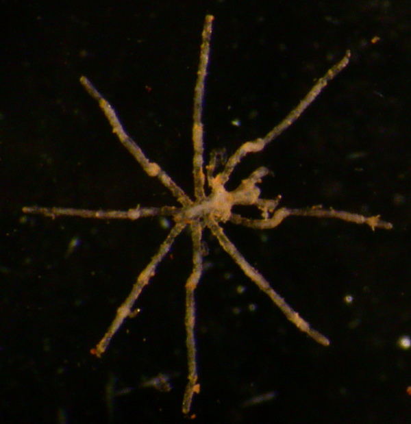 Identificazione crostaceo alieno